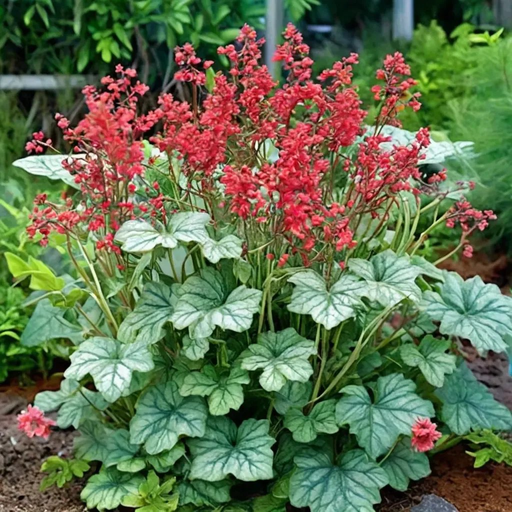 Heuchera sanguinea 'Mixed Coral Bells'