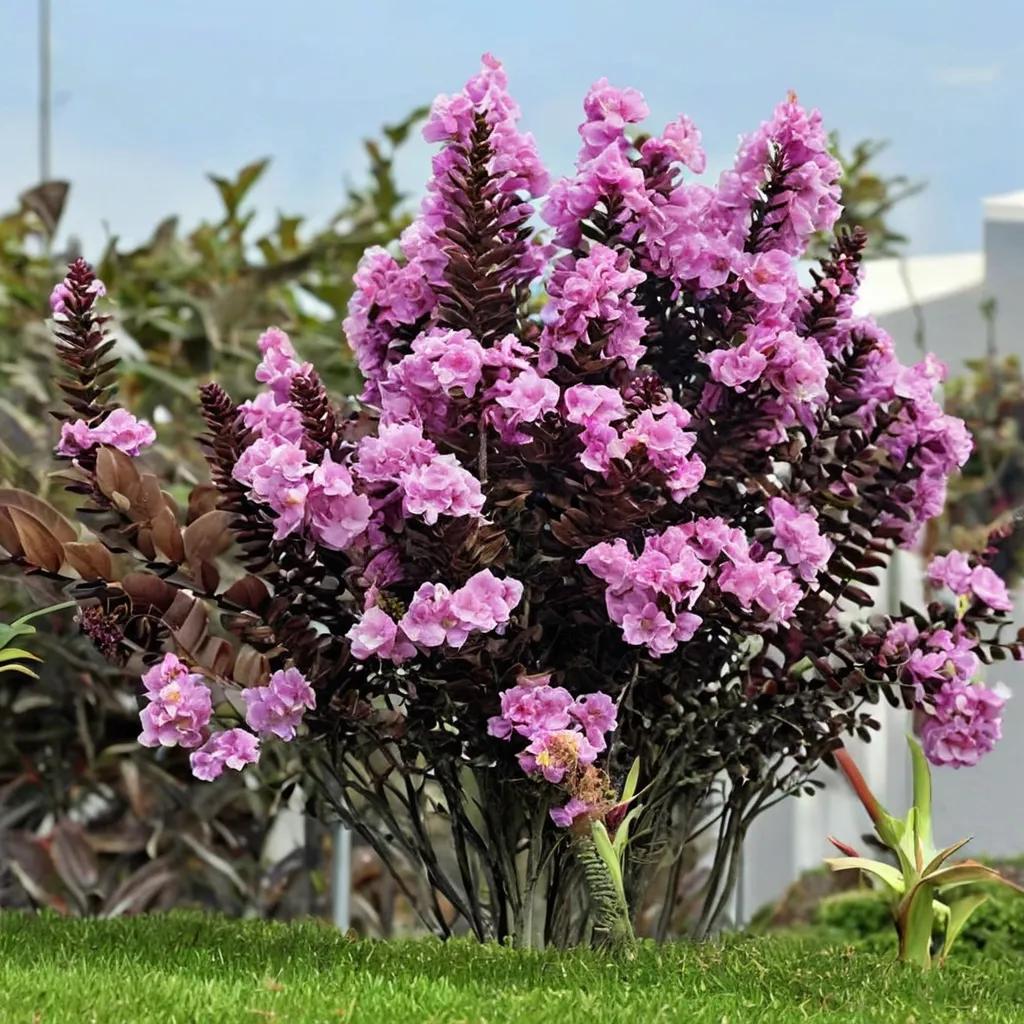 Crape Myrtle