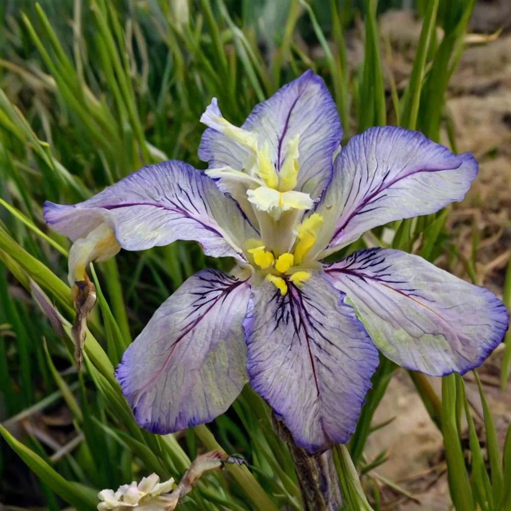 Iris pseudata 'Tsukiyono'