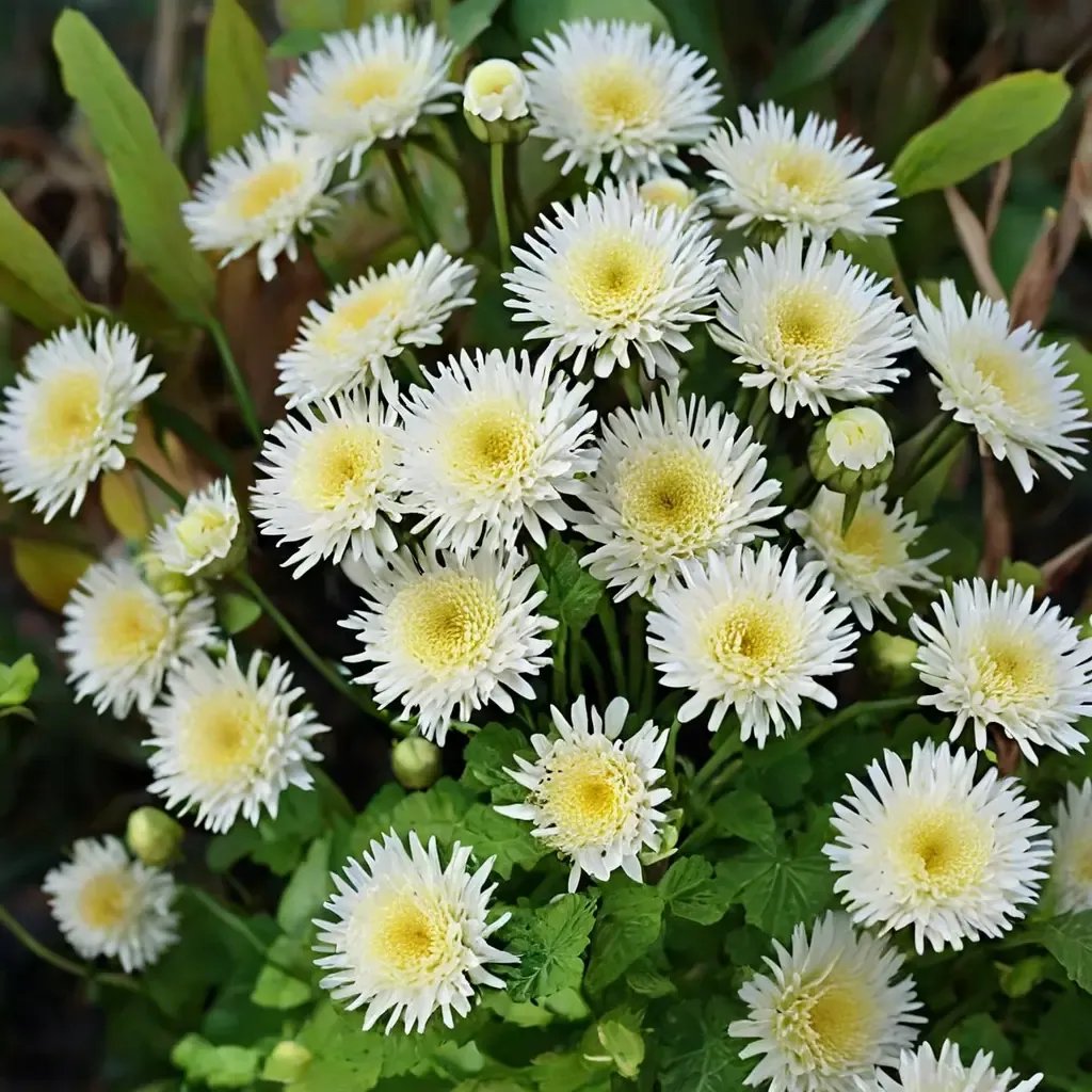 Tanacetum parthenium 'Selma Star'