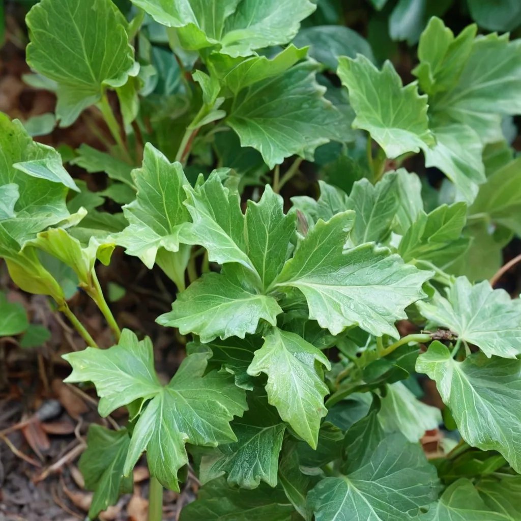 Hedera helix 'California Fan'