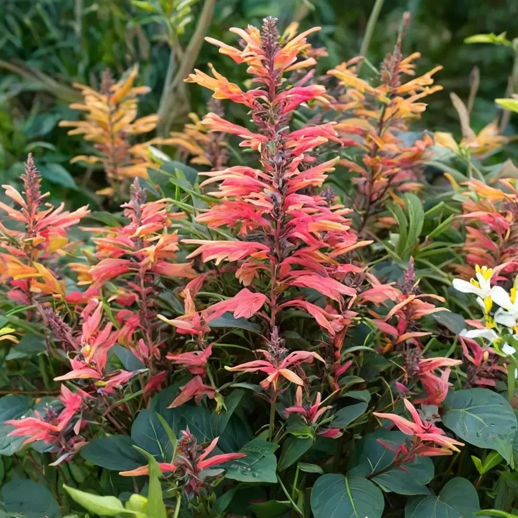 Agastache foeniculum 'Red Sunrise'