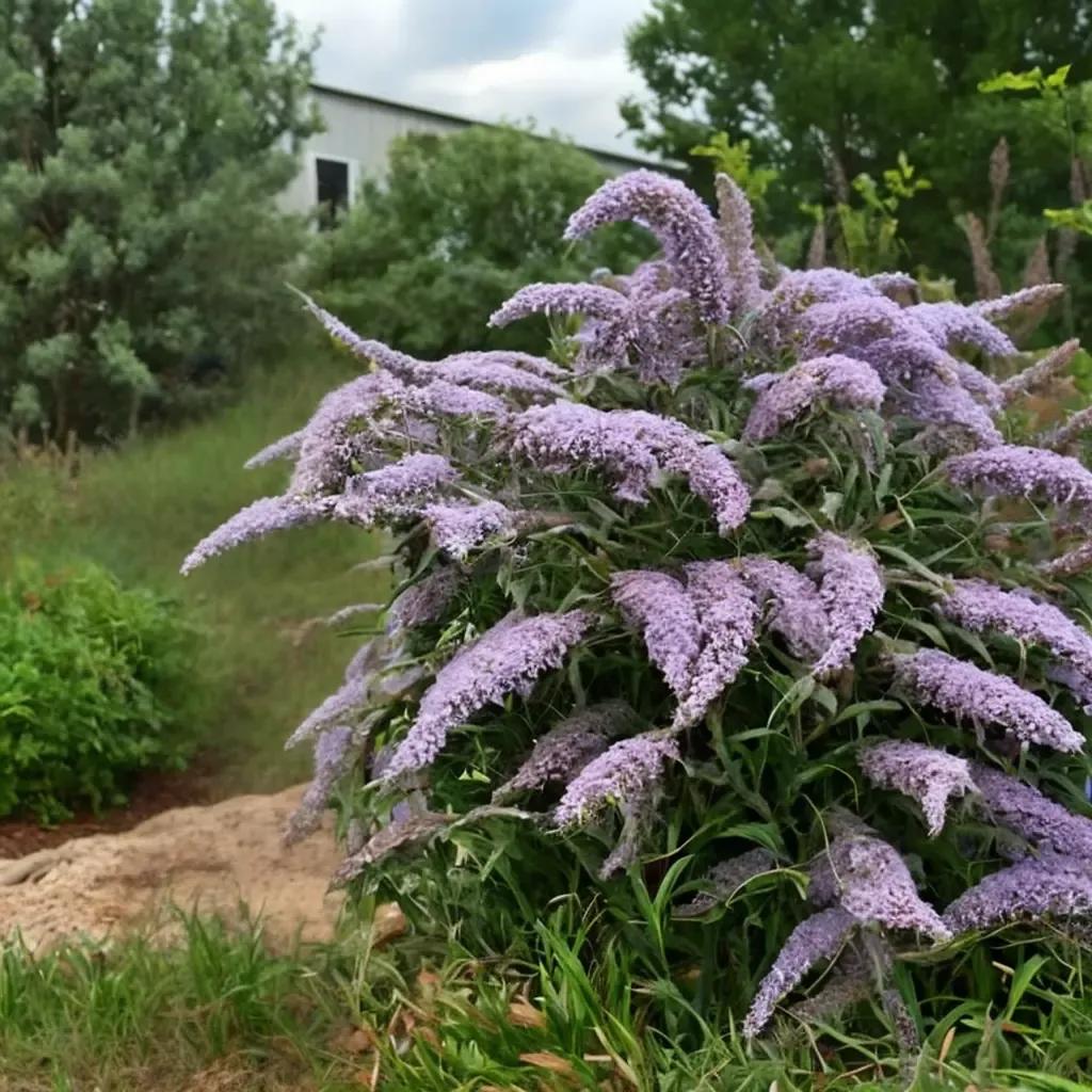 Grand Cascade Butterfly Bush