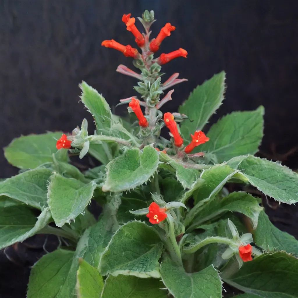 Sinningia araneosa