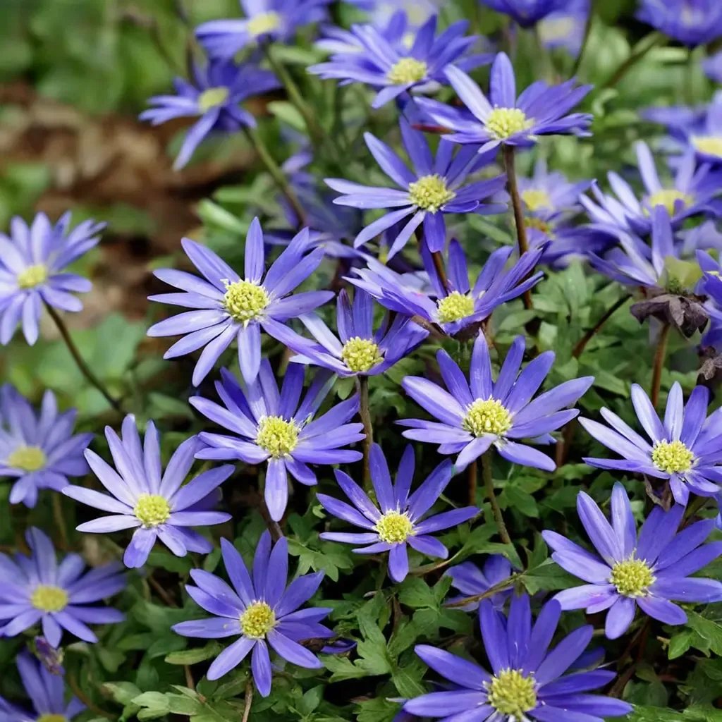Anemone blanda 'Blue Shades'