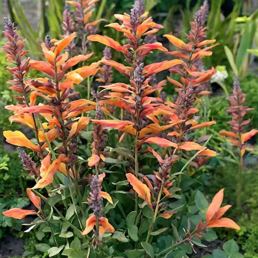 Agastache foeniculum 'Tango Hummingbird Mint'