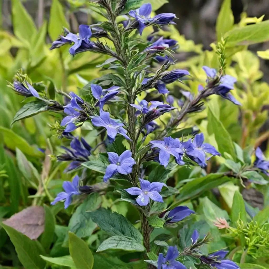 Lepechinia bella