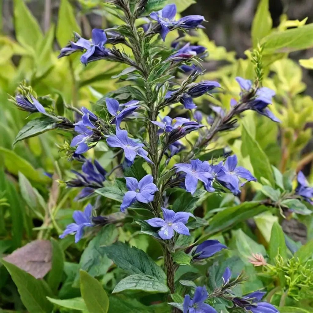 Lepechinia bella