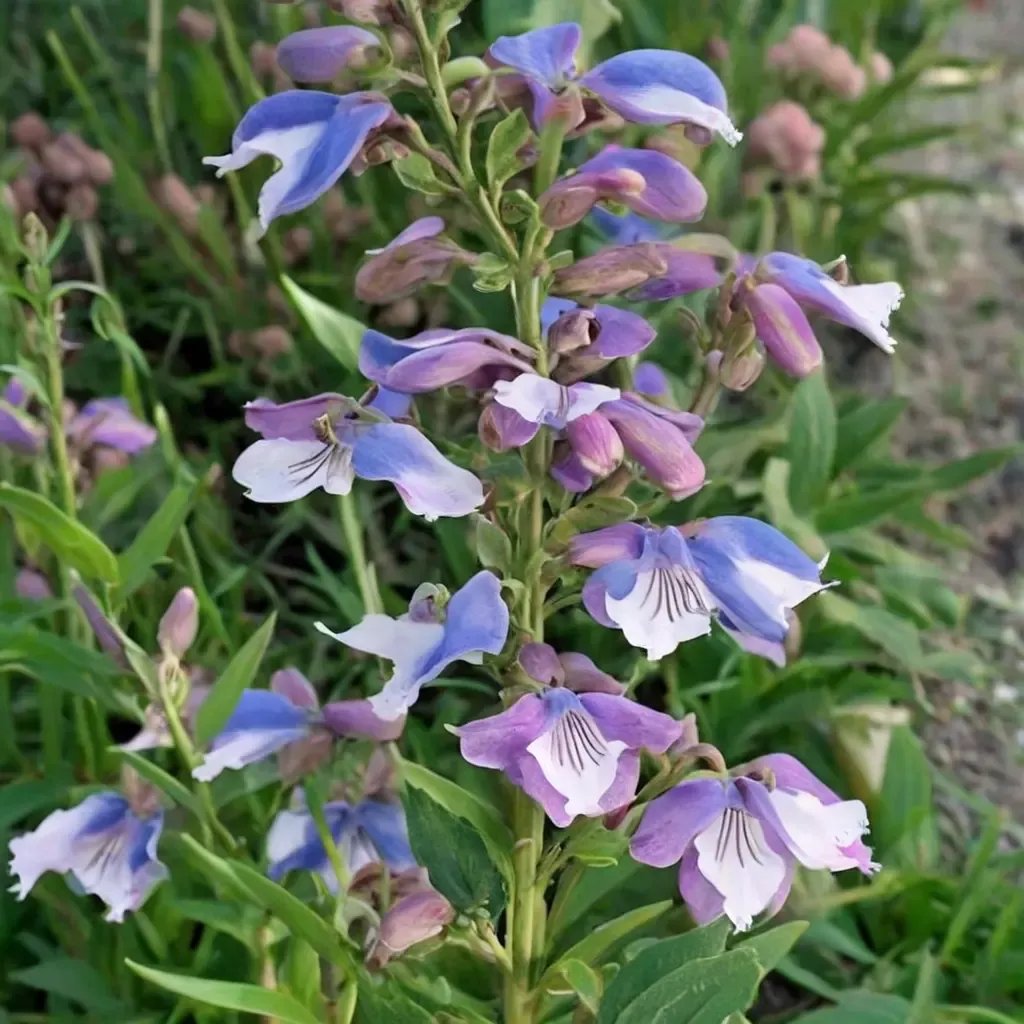 Penstemon digitalis 'Stapleford Gem'