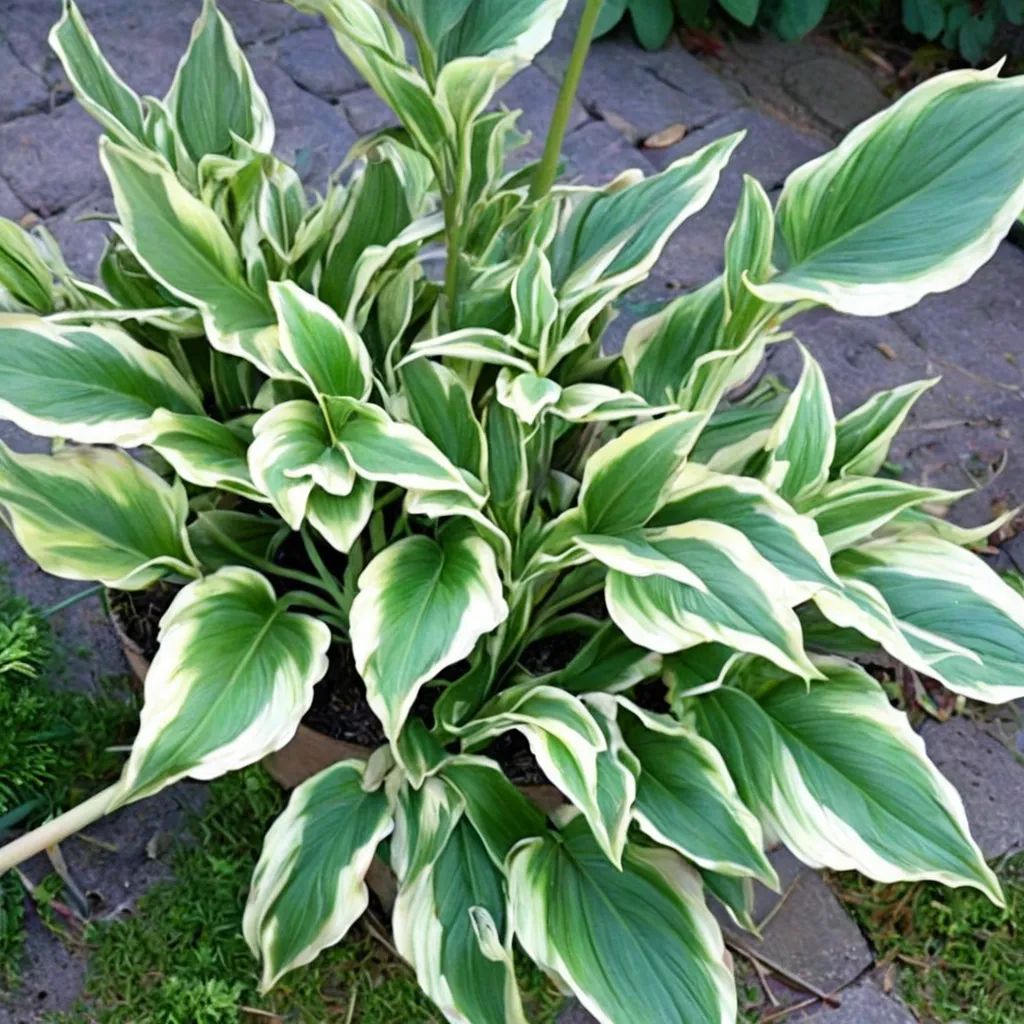 Hosta x hybrida 'Butter Rim'
