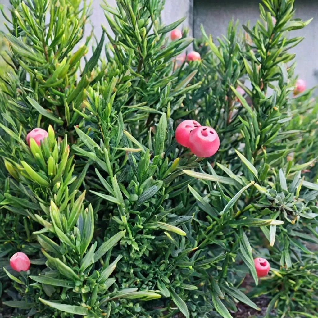 Taxus baccata 'Hicksii'