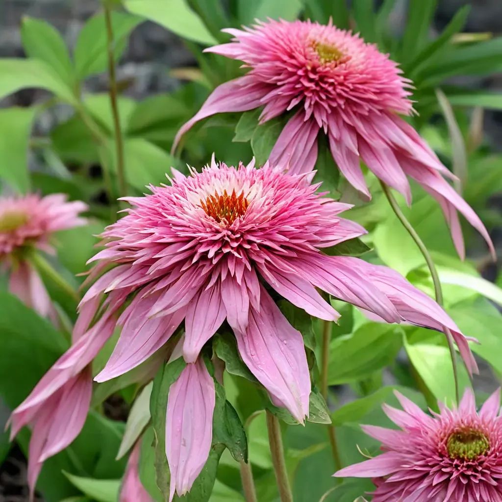 Echinacea purpurea 'Double Delight'