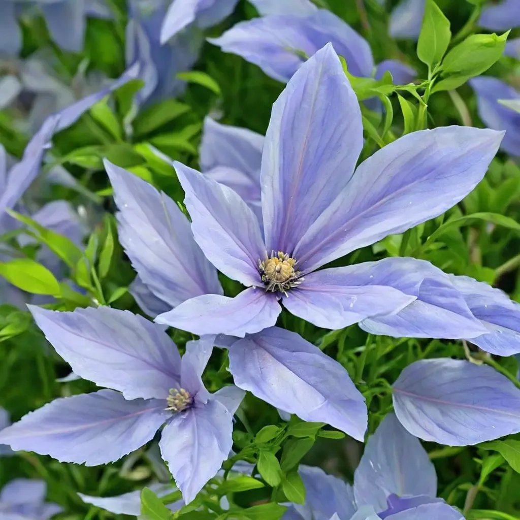 Clematis x durandii 'Sugar Sweet Blue'