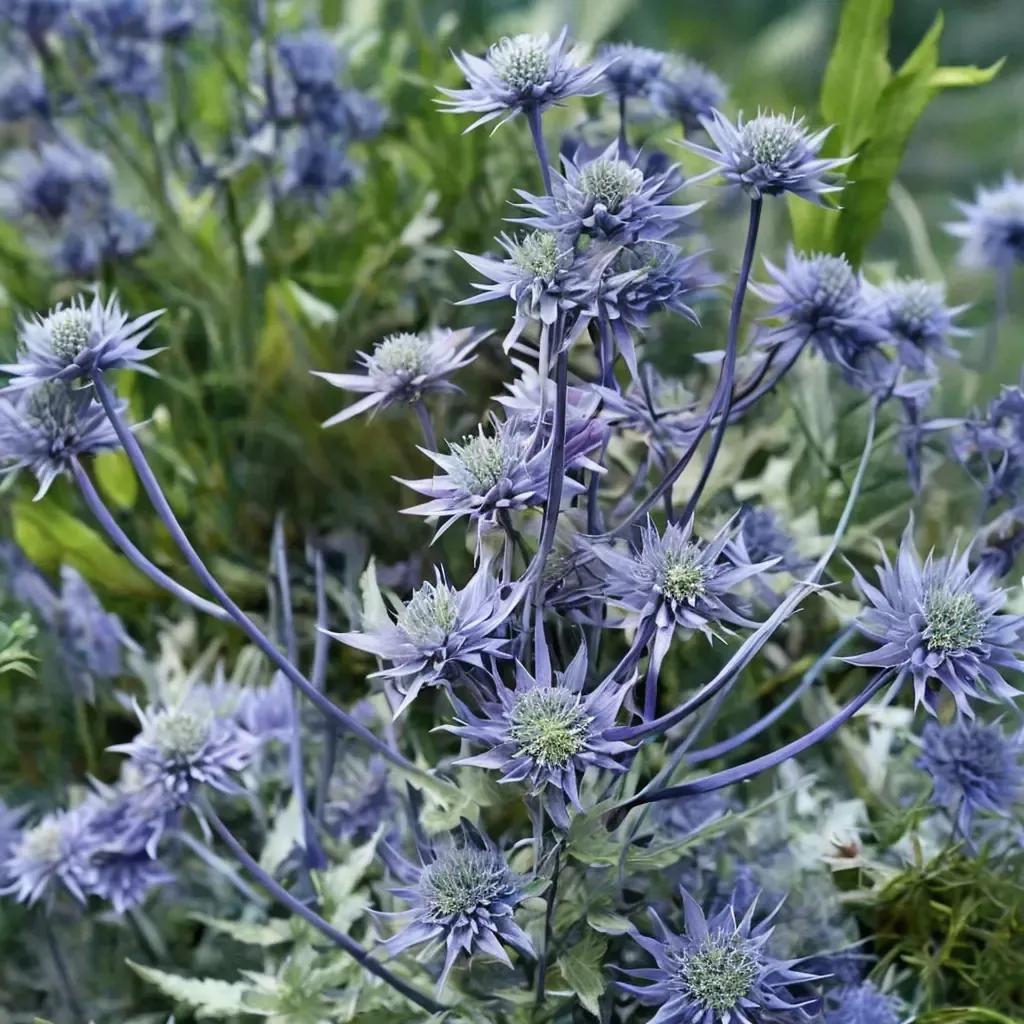 Blue Glitter Sea Holly