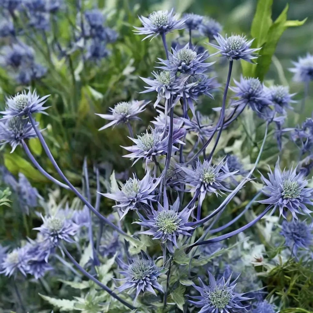 Eryngium planum 'Blue Glitter'