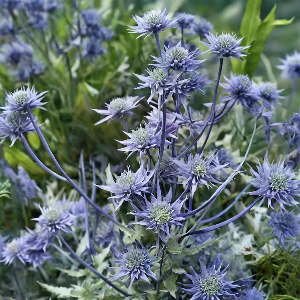 Eryngium planum 'Blue Glitter'
