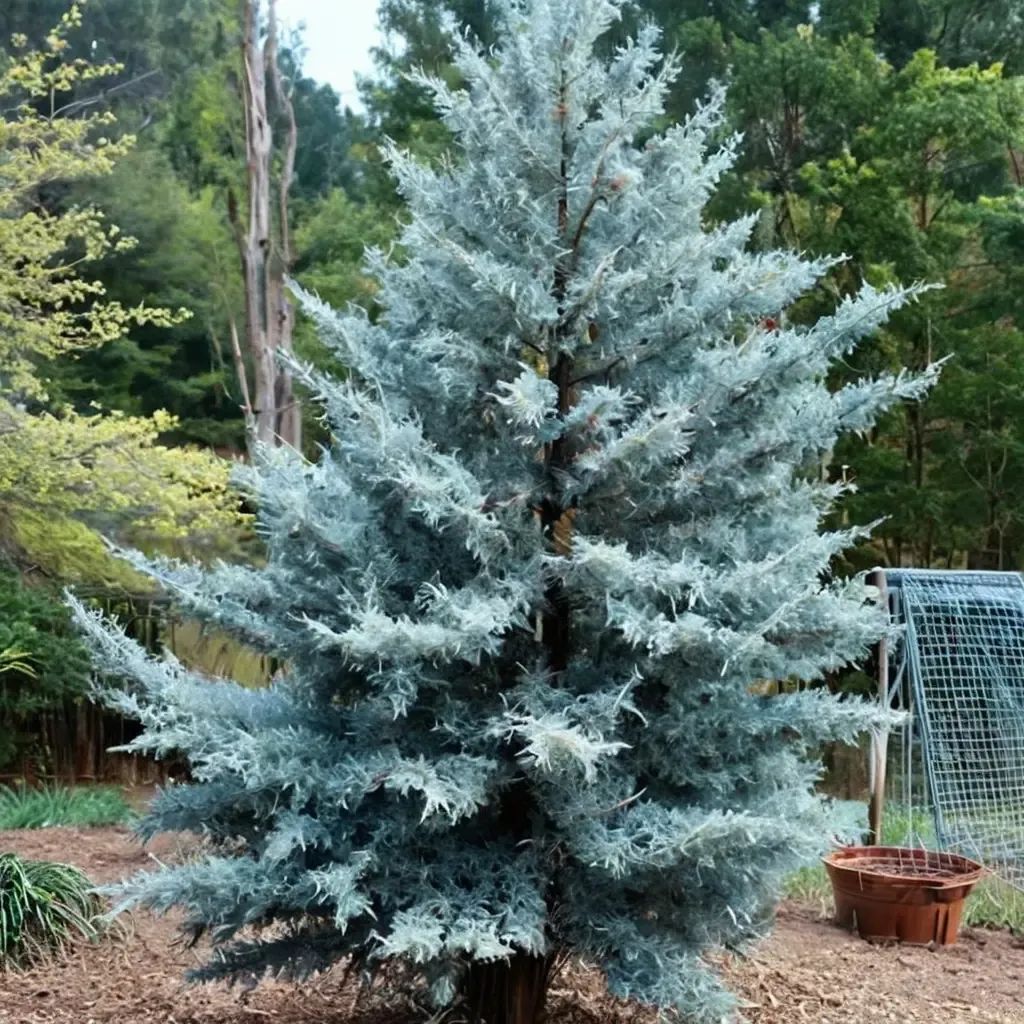 Cupressus arizonica 'Blue Ice'