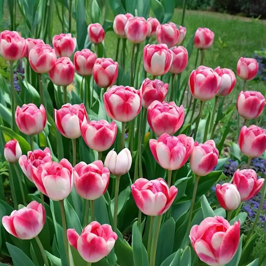 Tulipa tulipa 'Dreamland'