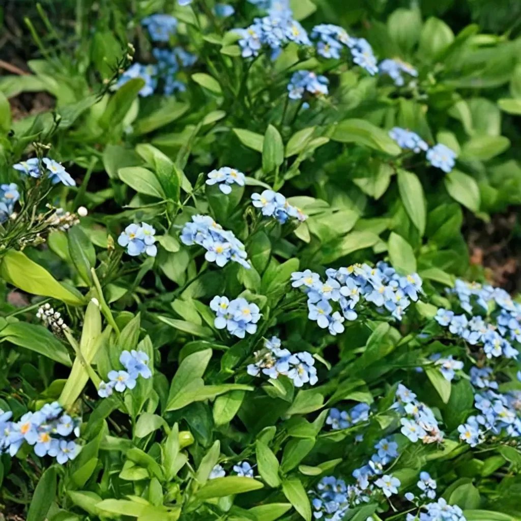 Myosotis palustris 'Southern Blues'
