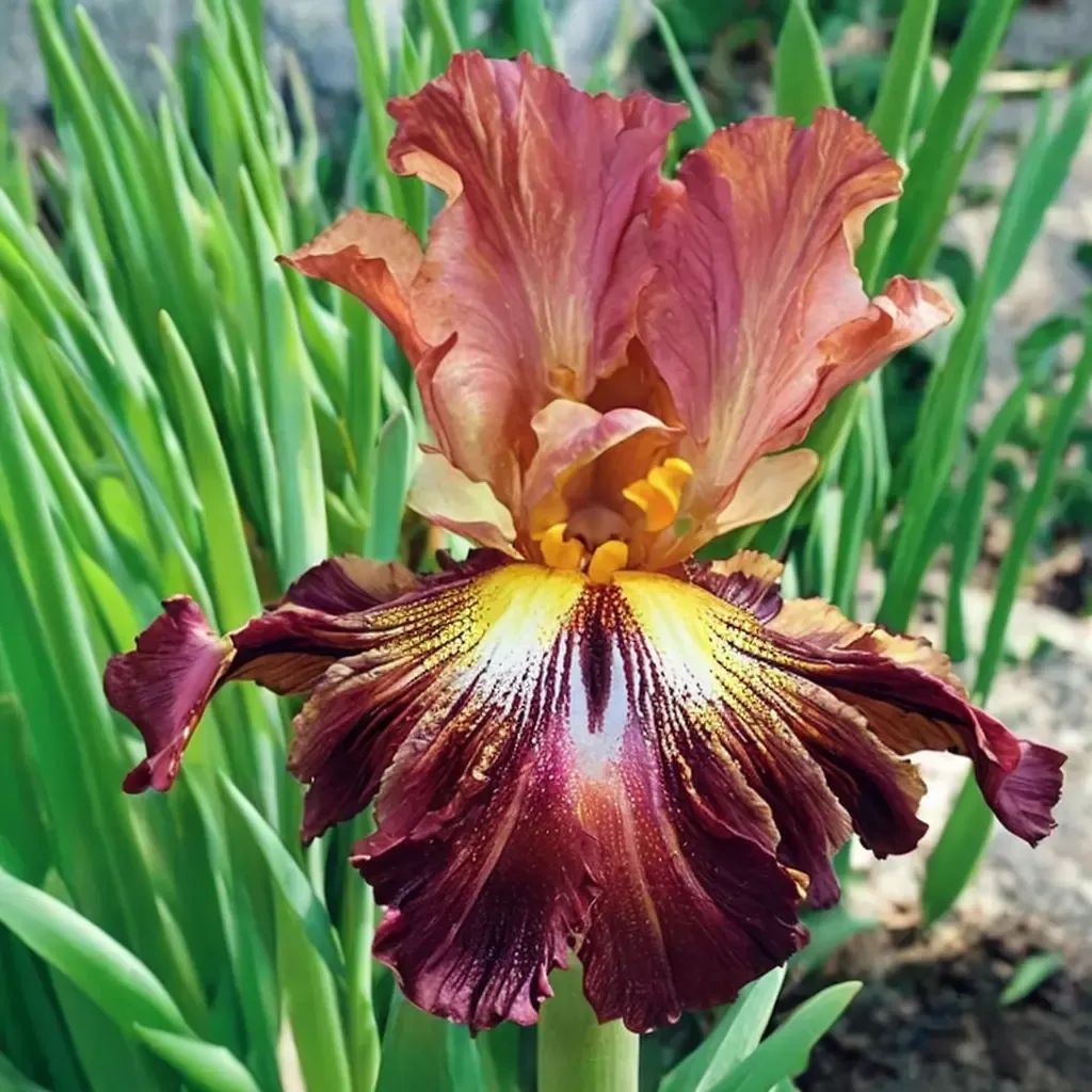 Iris germanica 'Fono's Reblooming'