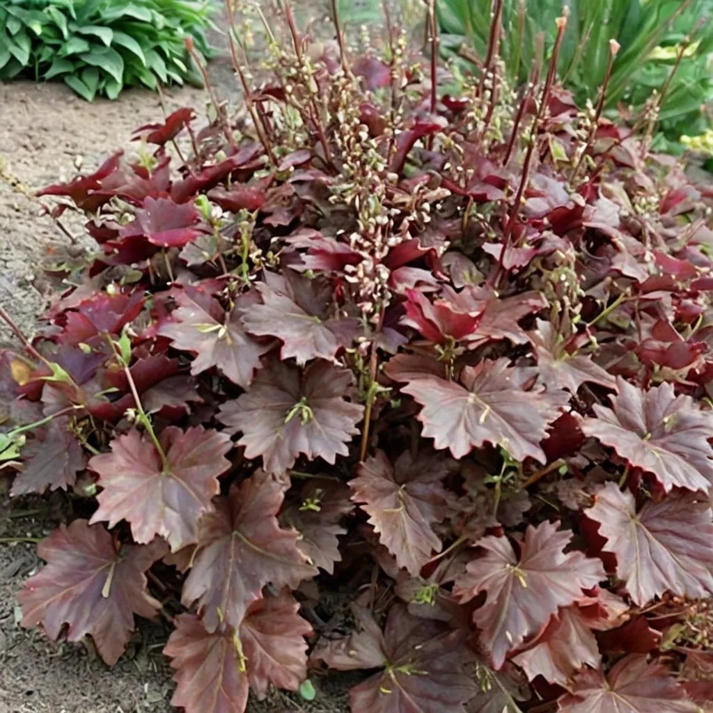 Heuchera x hybrida 'Chocolate Ruffles'