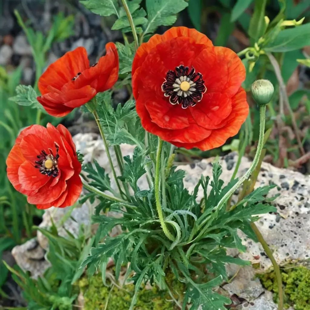 Papaver rhoeas
