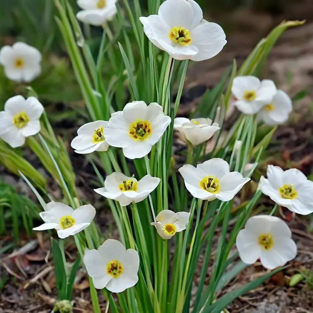 Narcissus poeticus