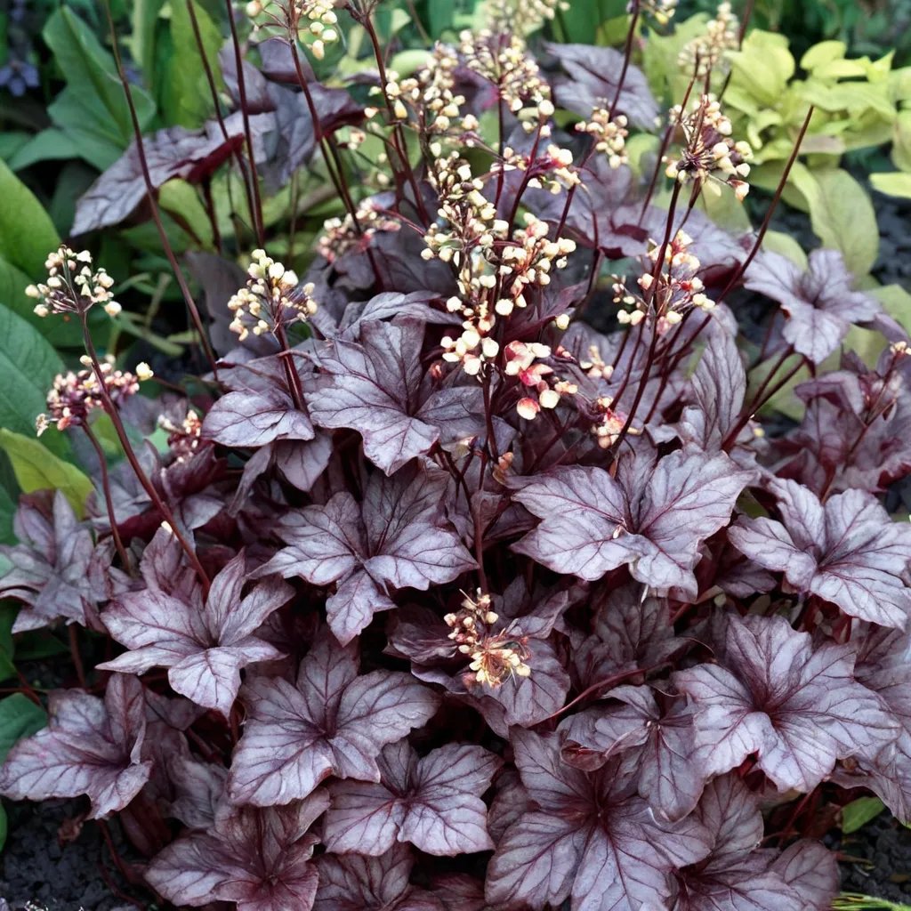 Heuchera x hybrida 'Shanghai'