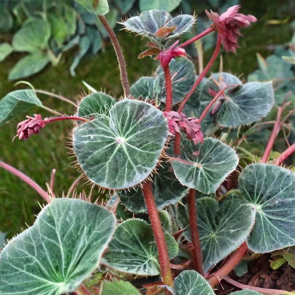 Saxifraga stolonifera 'Kinki Purple'