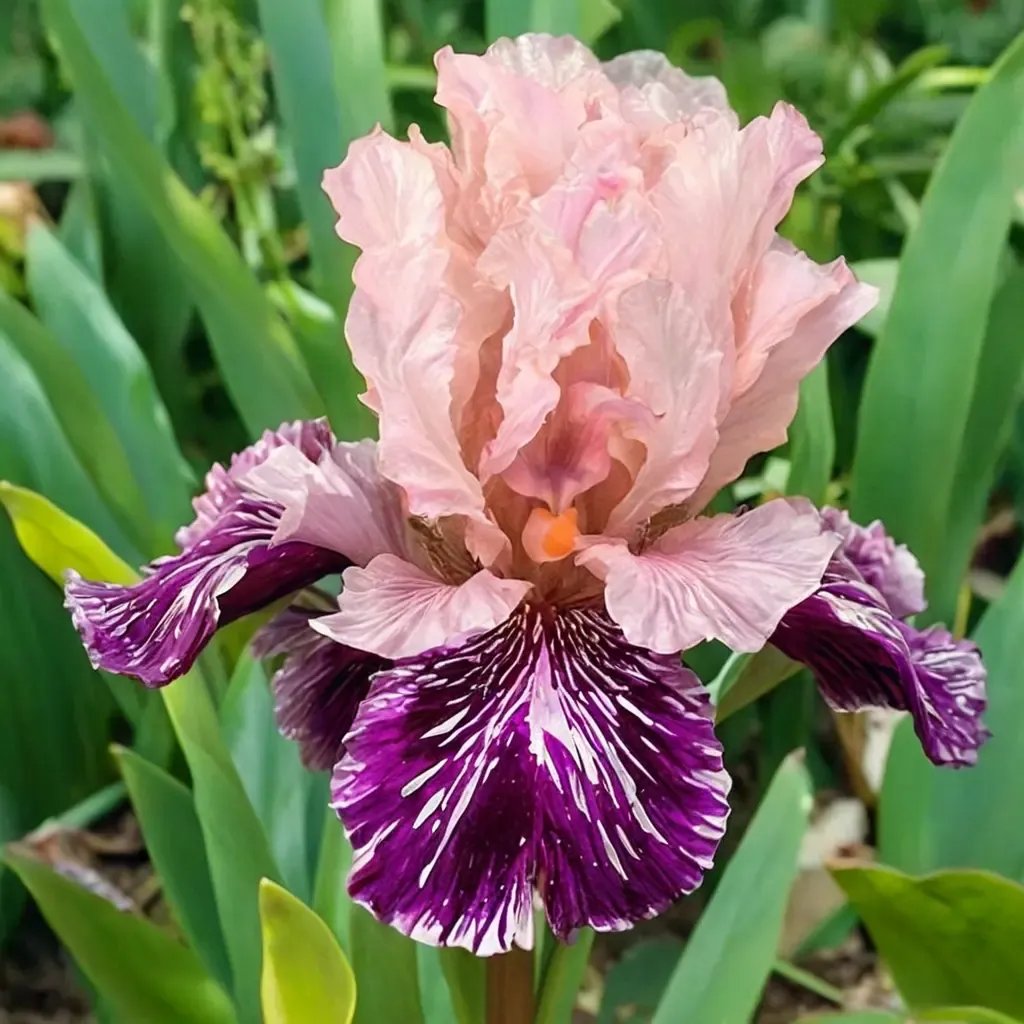 Iris x germanica 'Anaconda Love'