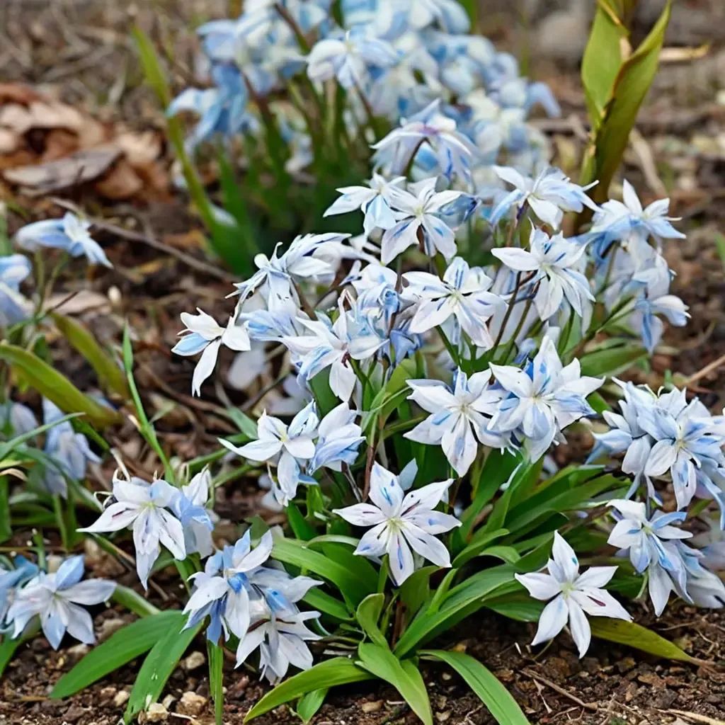 Scilla mischtschenkoana