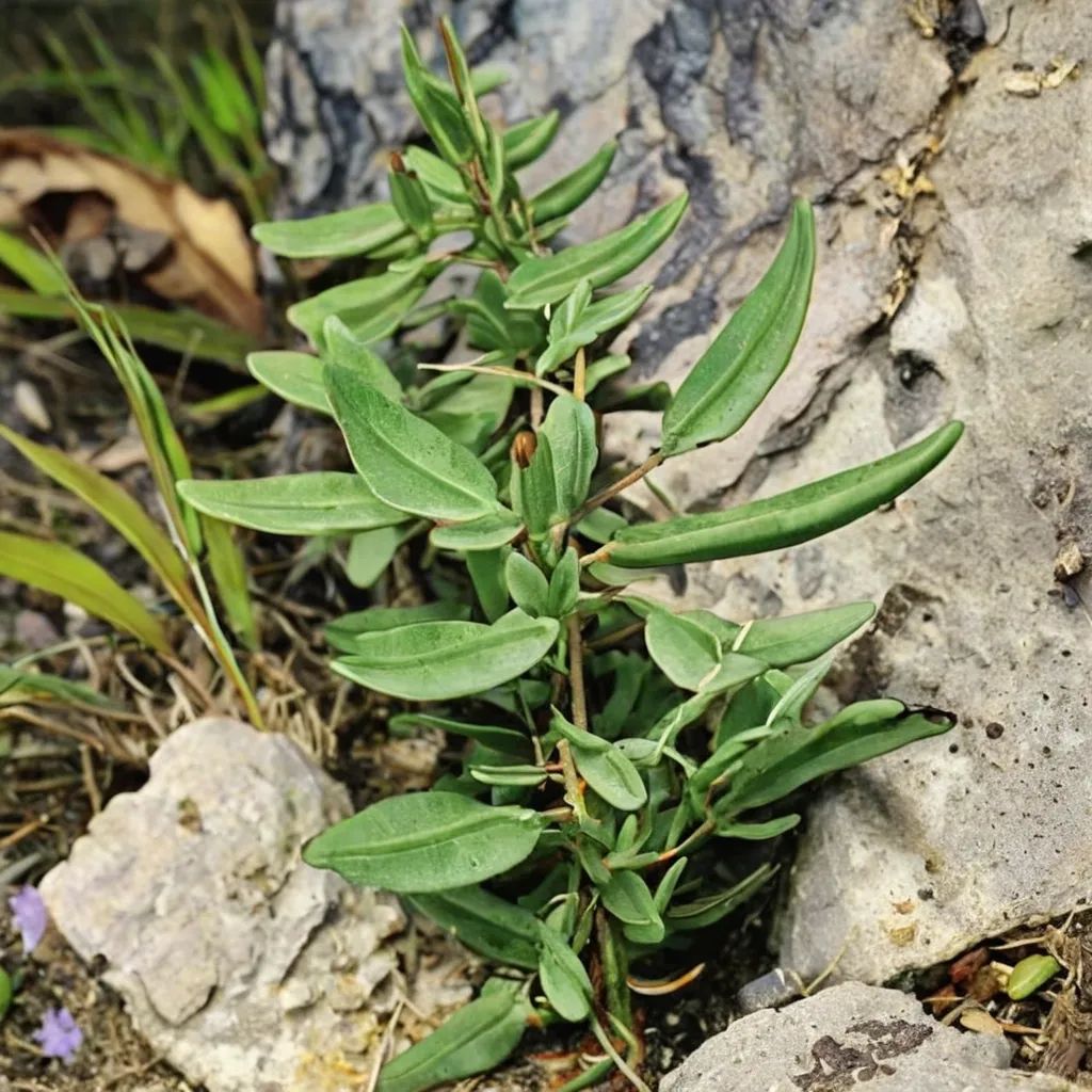Pellaea atropurpurea