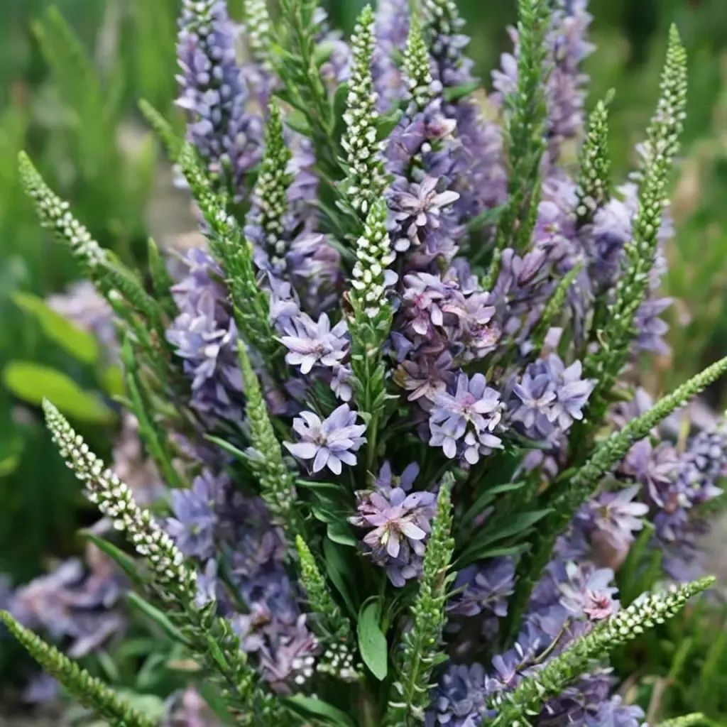 Veronica x bicolor
