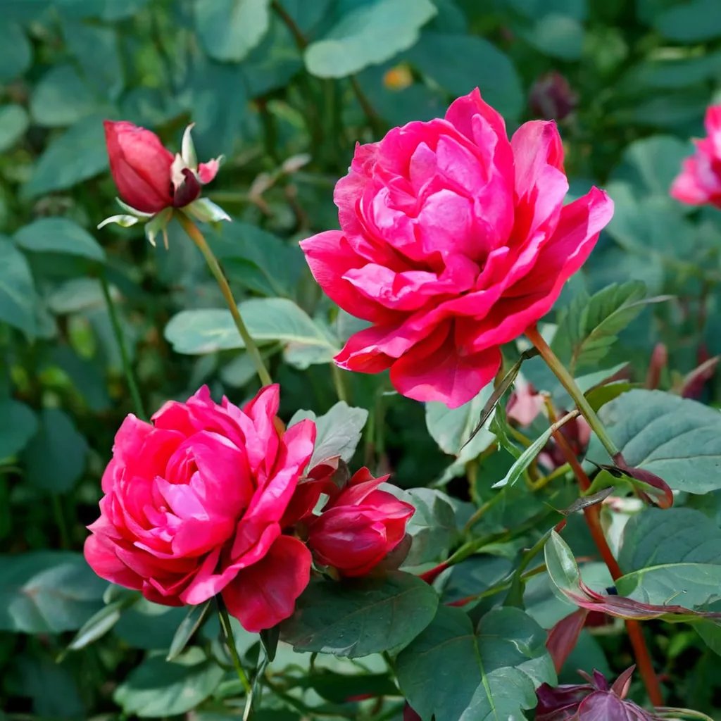 Rosa x hybrida 'Double Red'