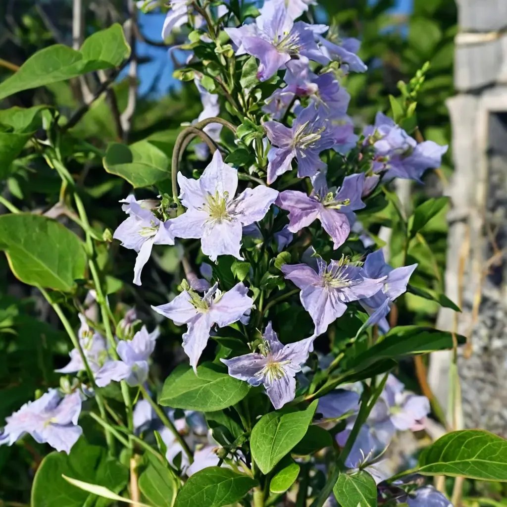 Clematis viticella 'Exciting'