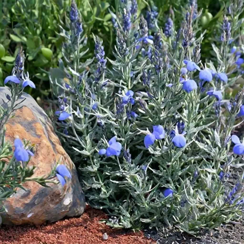 Salvia chamaedryoides