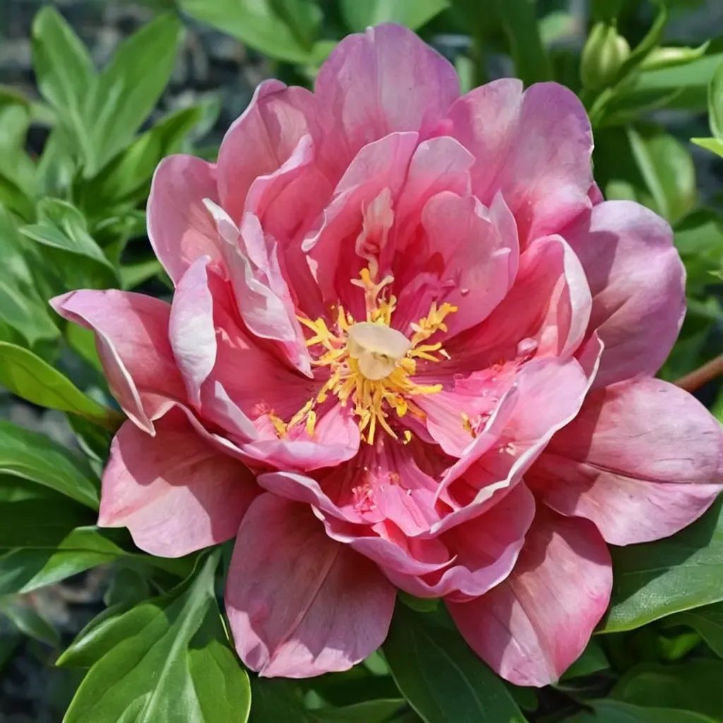 Paeonia x suffruticosa 'Strawberry Crme Brle'