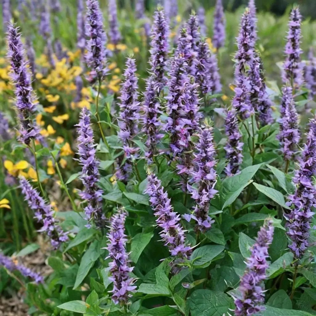Agastache x hybrida