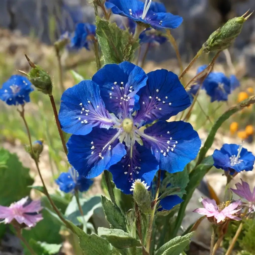Phacelia viscida
