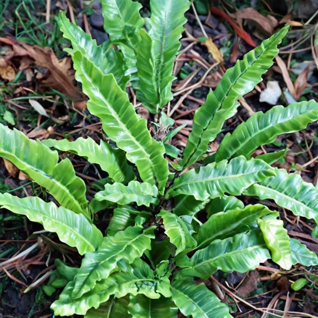 Asplenium scolopendrium 'Ulleung Island'