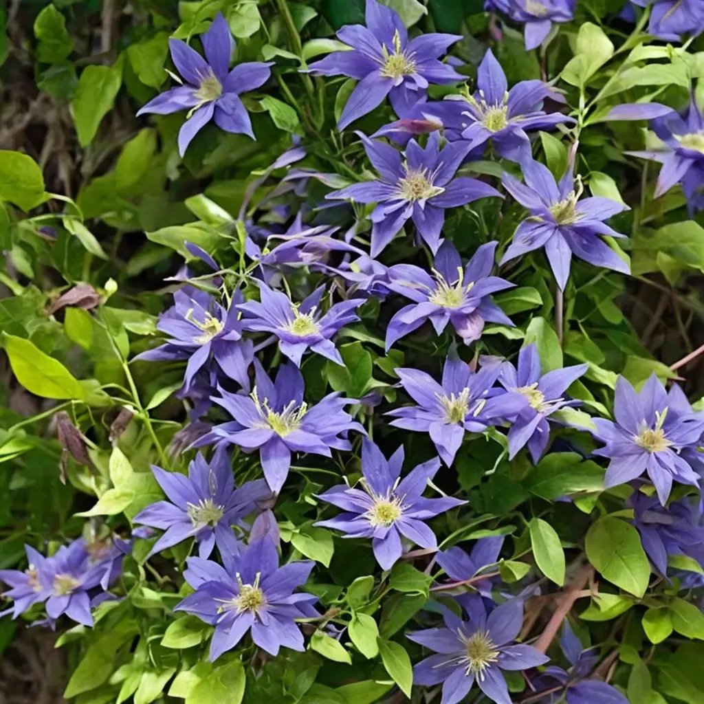 Clematis viticella 'Copernicus'