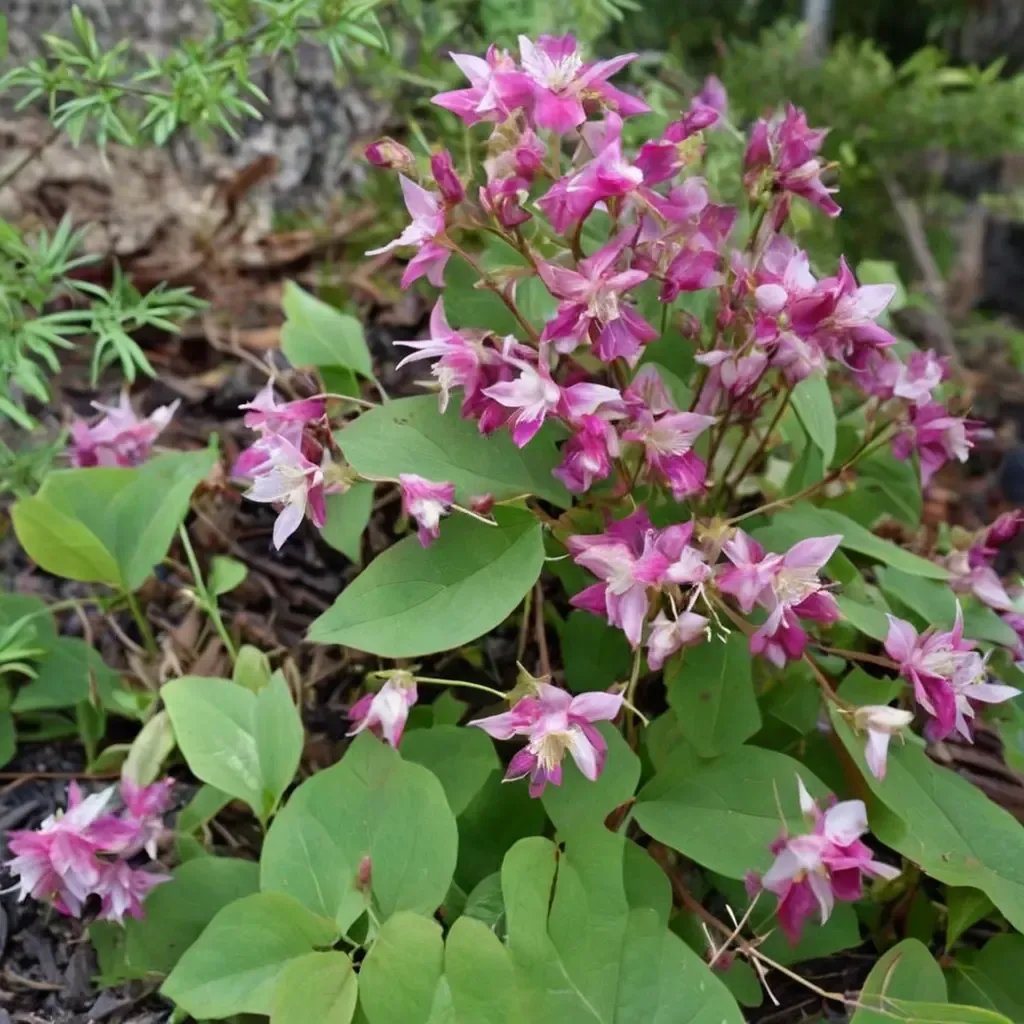 Epimedium youngianum 'Be My Valentine'