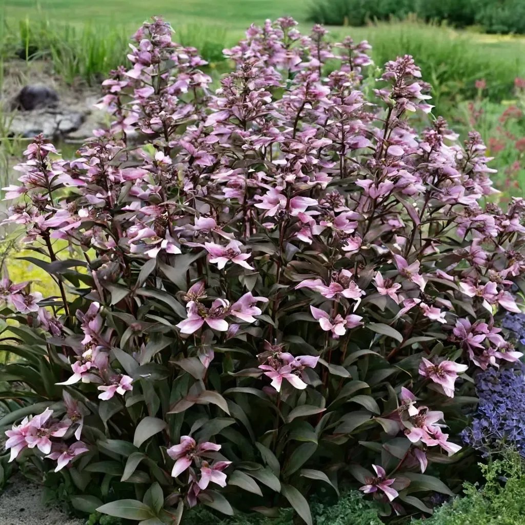 Penstemon digitalis 'Dark Towers'