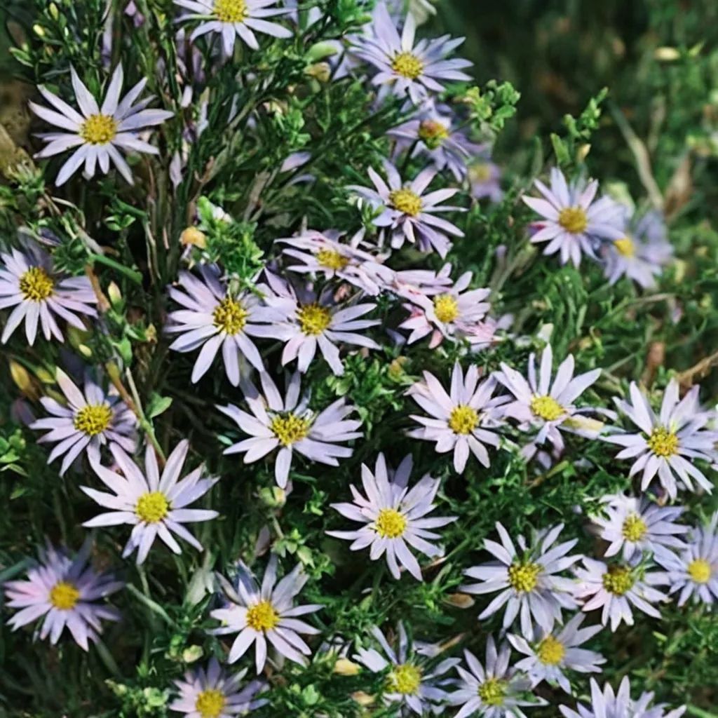 Symphyotrichum fendleri 'My Antonia'