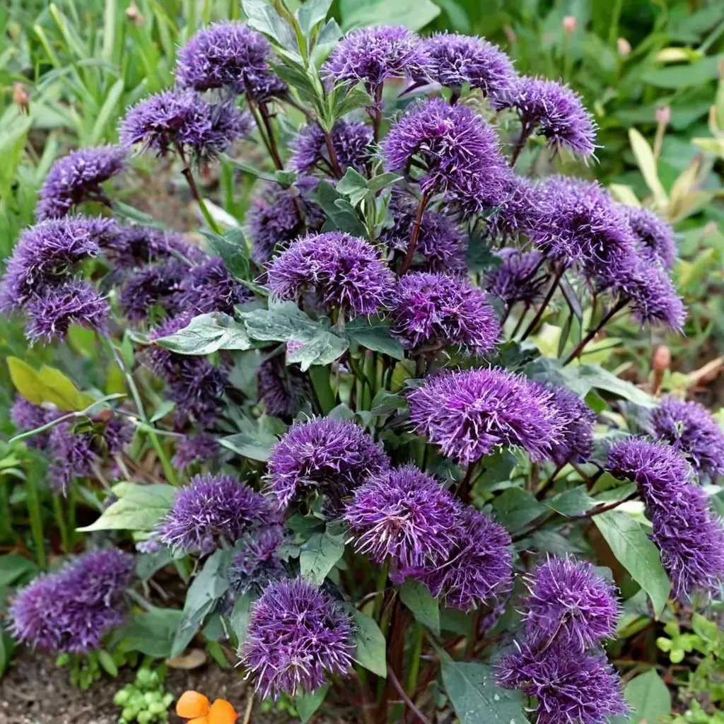 Trachelium caeruleum 'Hamer Pandora'