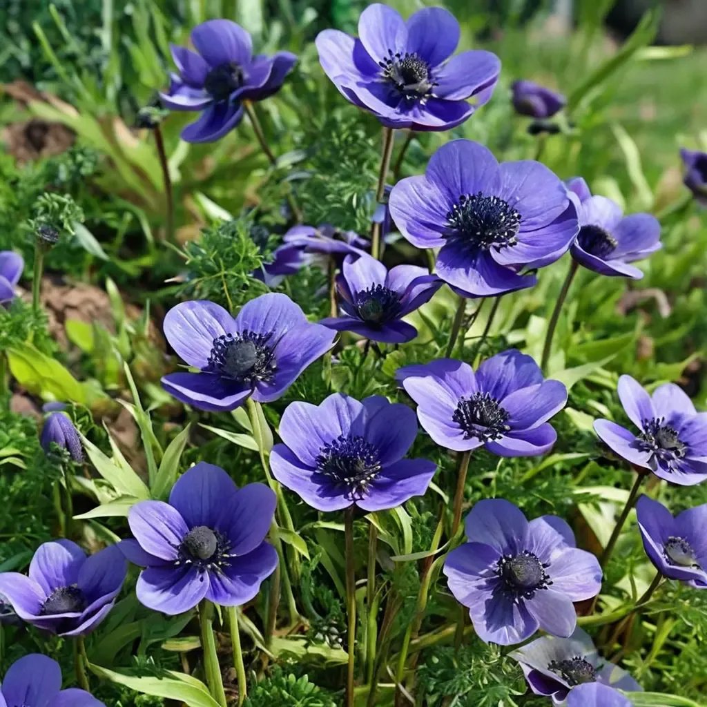 Anemone coronaria 'Mr Fokker'