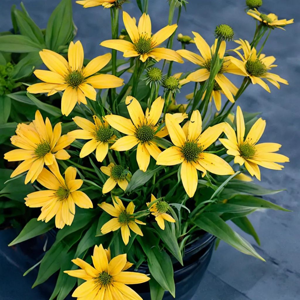 Echinacea purpurea 'Amarillo'