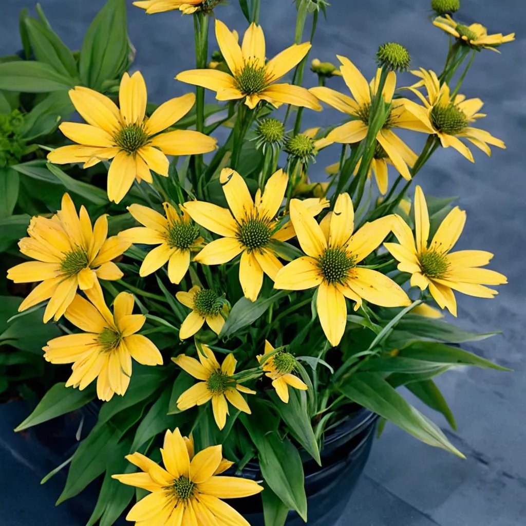 Echinacea purpurea 'Amarillo'