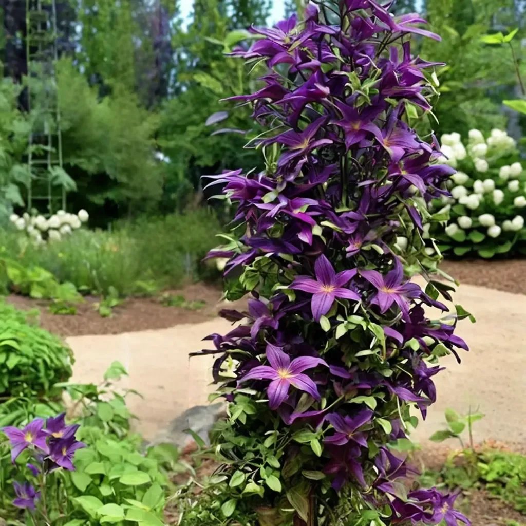 Clematis vitae 'Happy Jack'