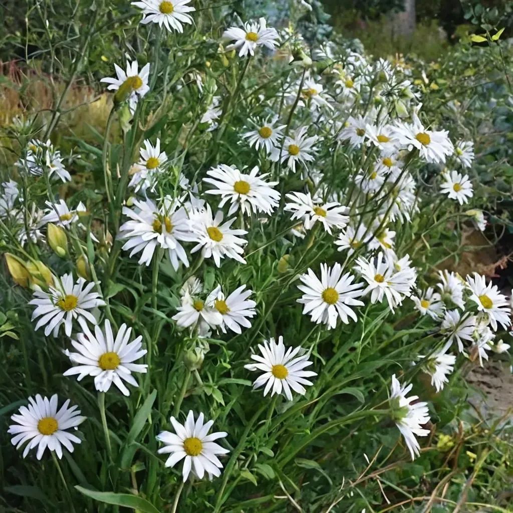 Leucanthemella serotina